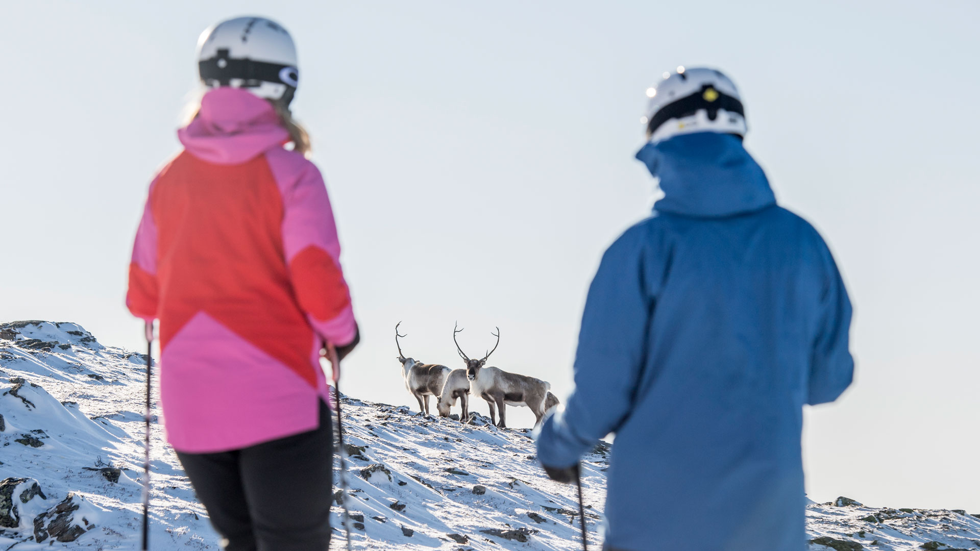 To skiløbere betragter et par rener på en snedækket fjeldtop under en klar himmel