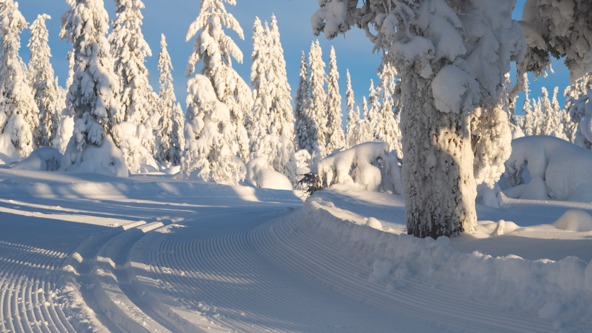 Snötäckt skog med preparerade skidspår en solig vinterdag i Sverige