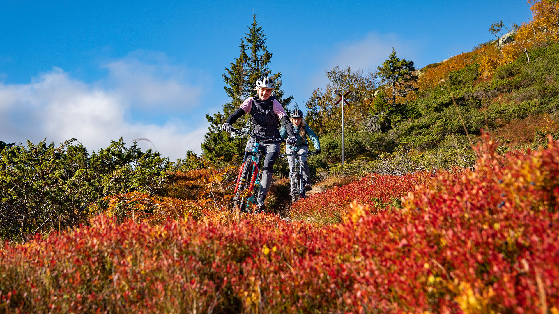 Cykling i färgsprakande höstlandskap med blå himmel och skog i bakgrunden