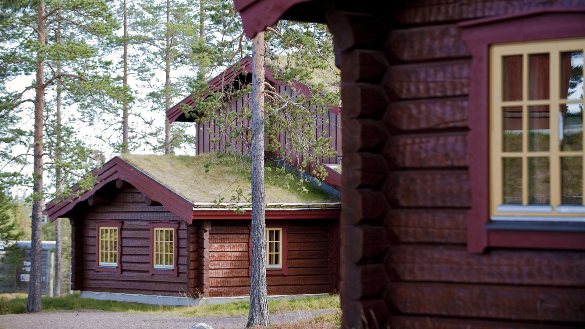 Röd trästuga med grästak omgiven av tallskog i Sverige