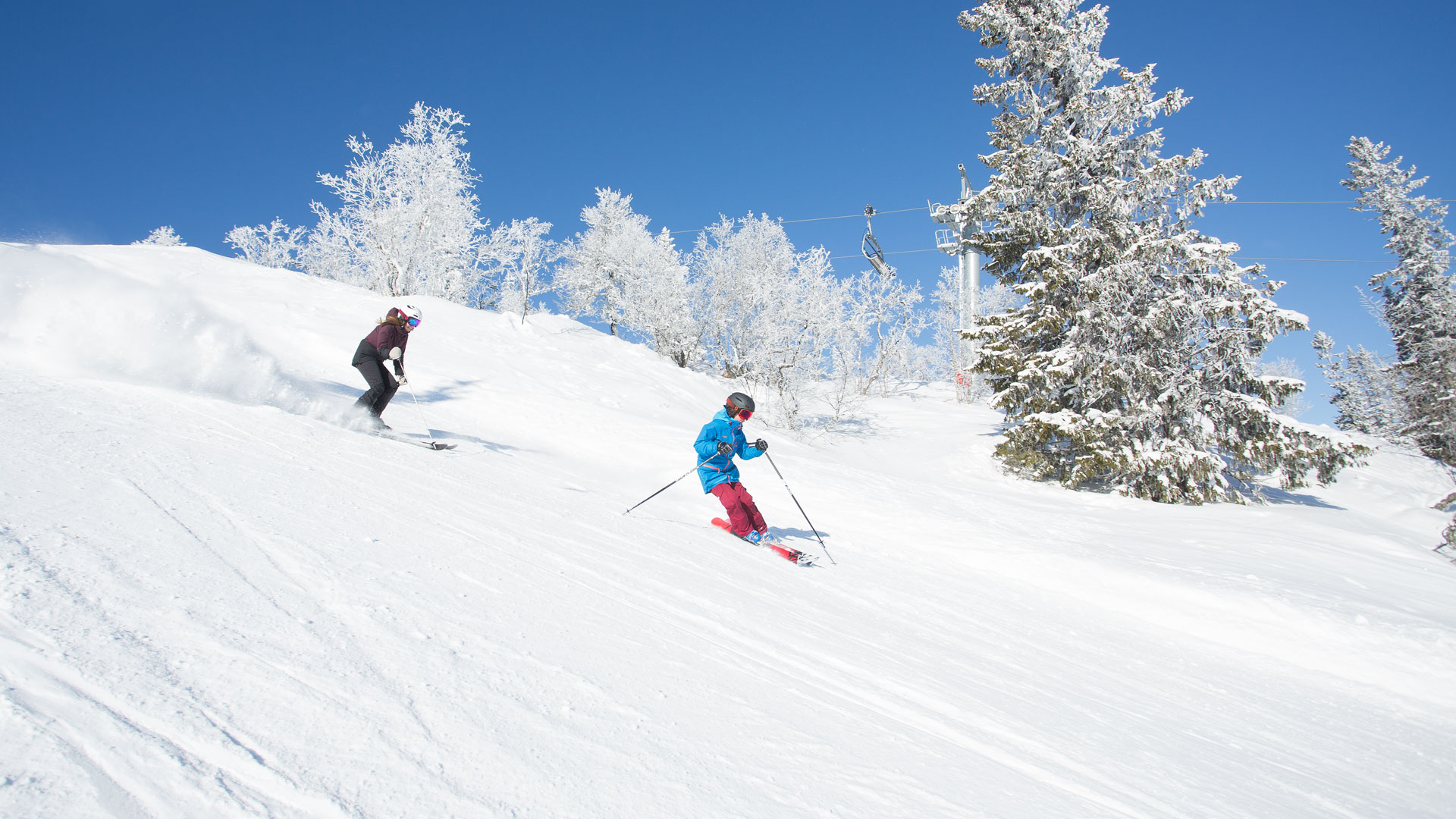 Två skidåkare åker nedför en snötäckt sluttning under en klarblå himmel, omgivna av snötäckta träd