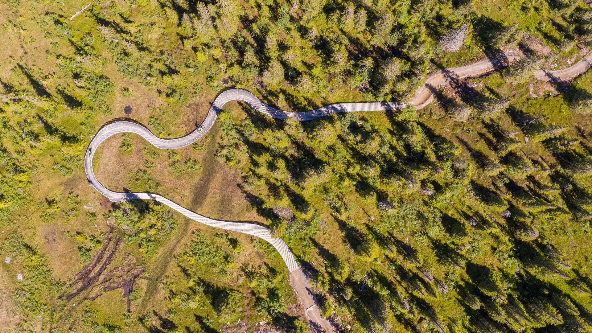 Slingrande träbro genom grön skog från ovan, solbelyst landskap