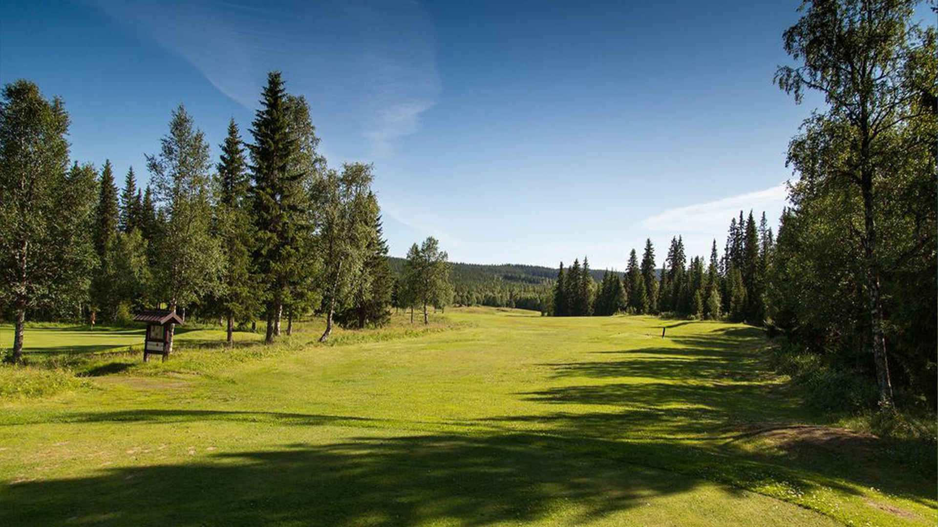 Lush meadow with pine trees under a clear blue sky in Sweden