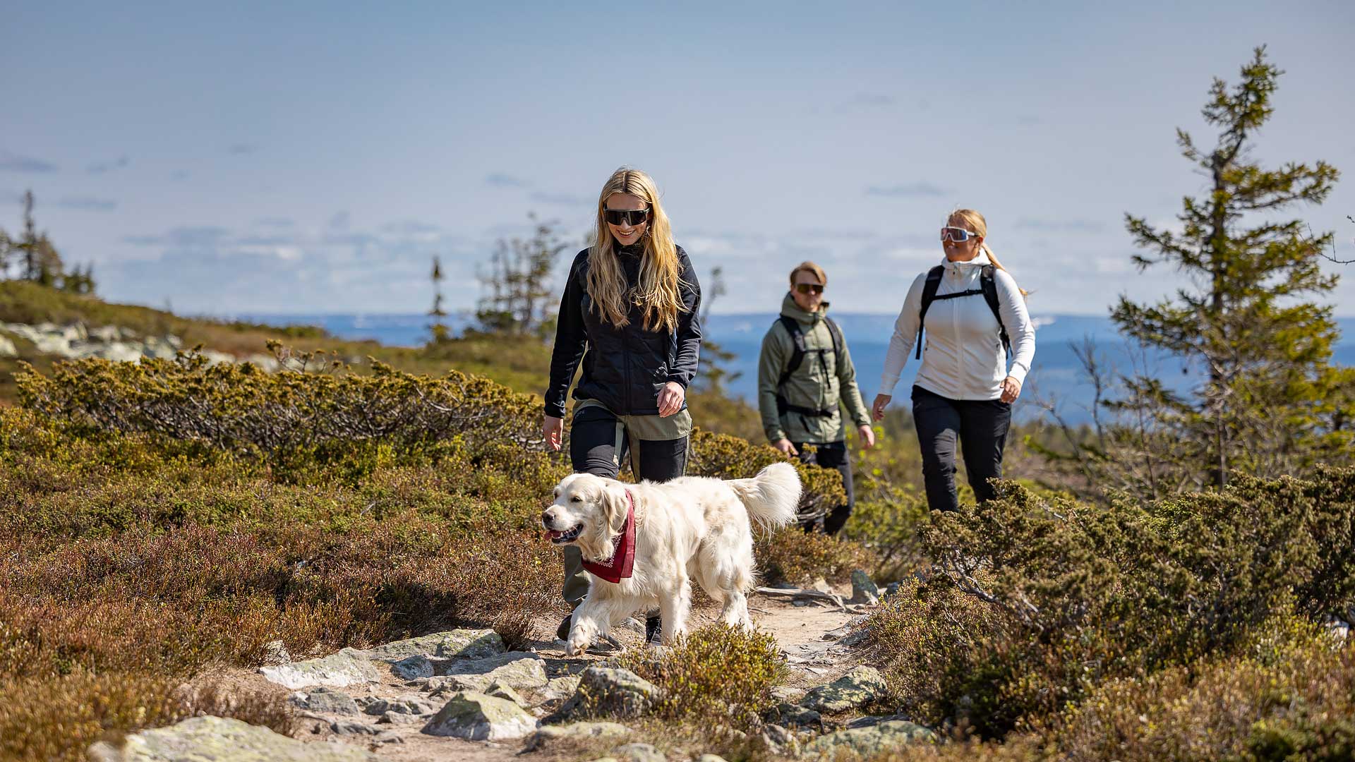Drei Personen wandern mit einem Hund in den Bergen an einem sonnigen Tag, umgeben von Grün und Bergblick