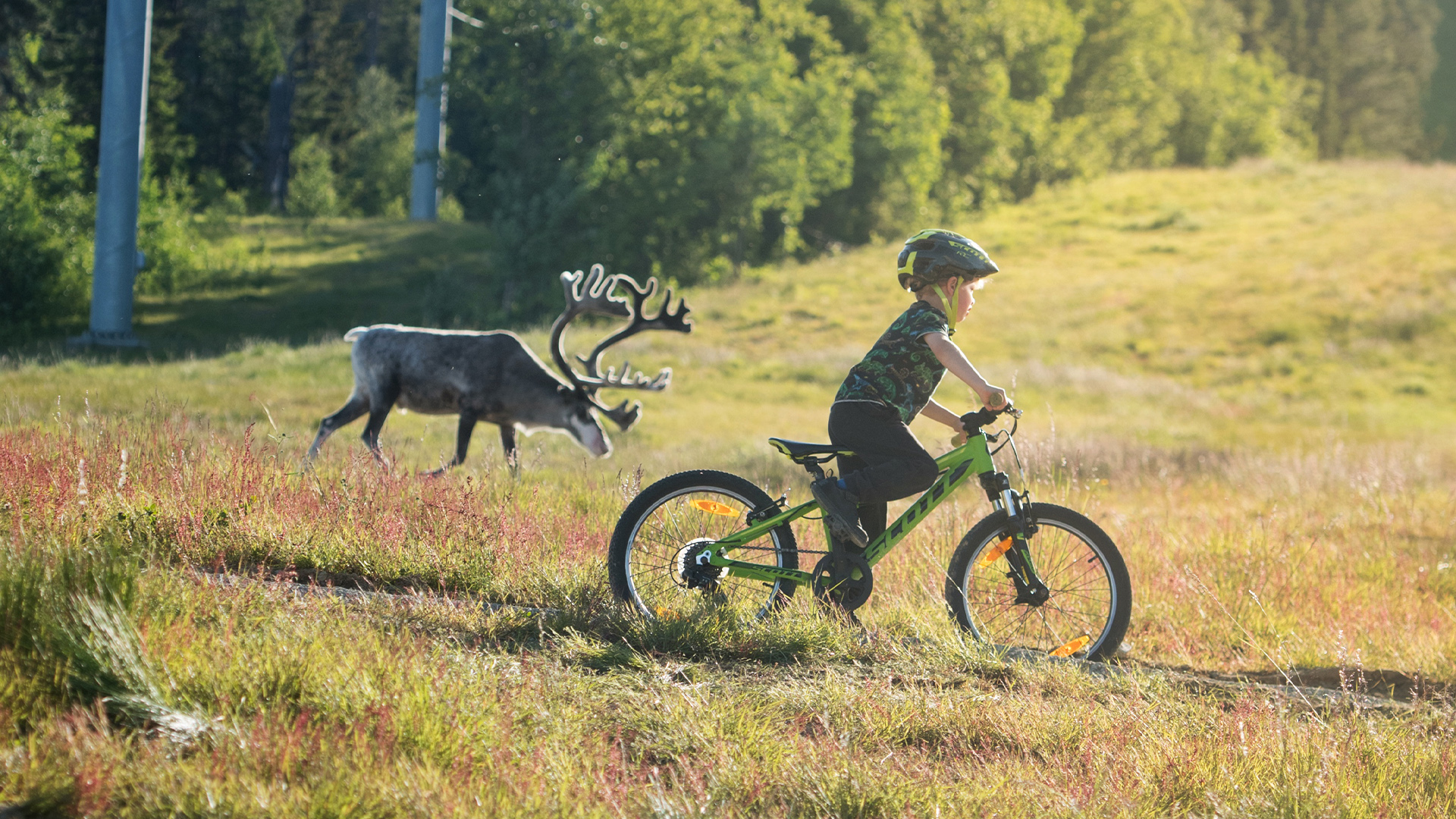 Barn cyklar på grusväg i soligt landskap med ren i bakgrunden